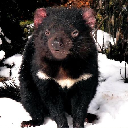 Willa Wombat Cabin Moina Zewnętrze zdjęcie