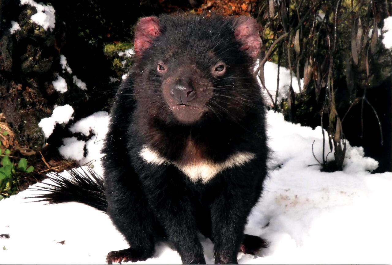 Willa Wombat Cabin Moina Zewnętrze zdjęcie