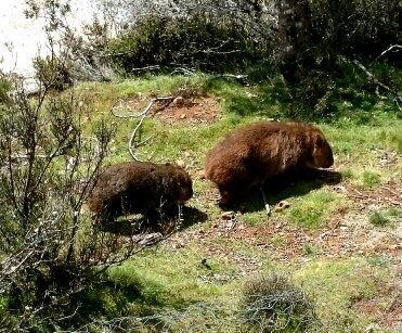 Willa Wombat Cabin Moina Zewnętrze zdjęcie