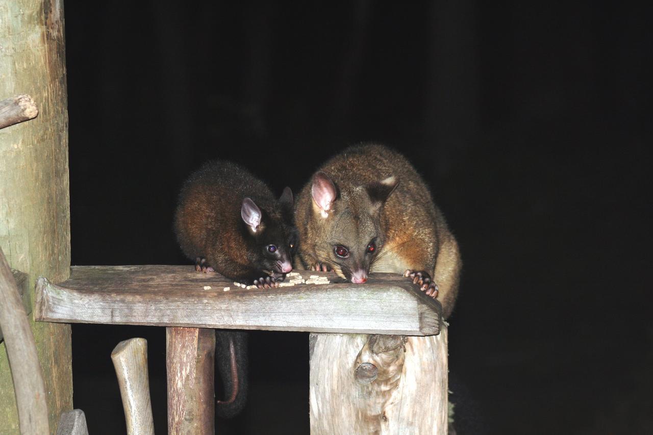 Willa Wombat Cabin Moina Zewnętrze zdjęcie
