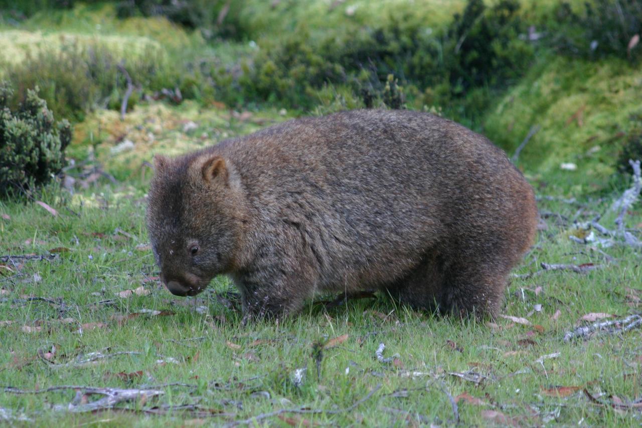 Willa Wombat Cabin Moina Zewnętrze zdjęcie