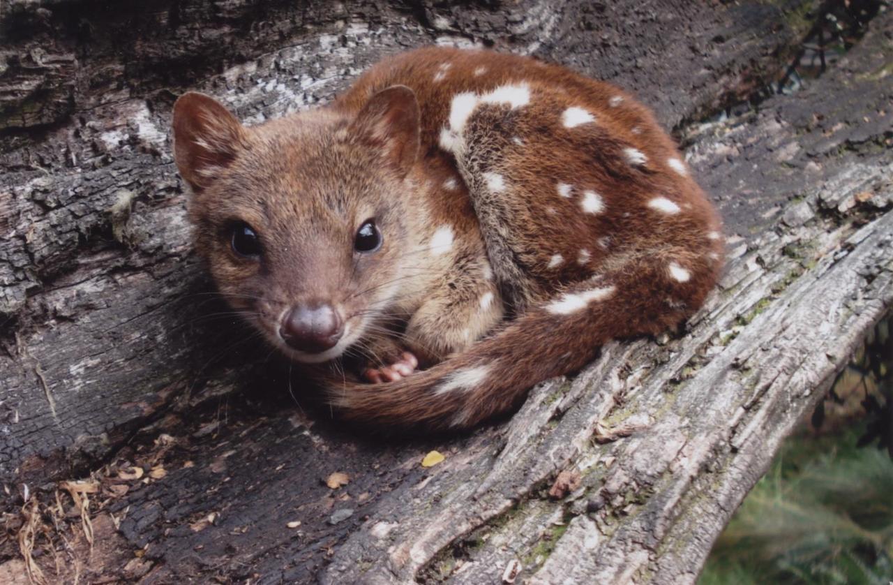 Willa Wombat Cabin Moina Zewnętrze zdjęcie