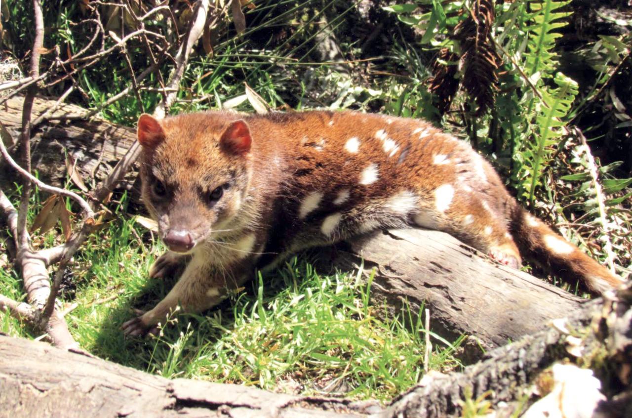 Willa Wombat Cabin Moina Zewnętrze zdjęcie