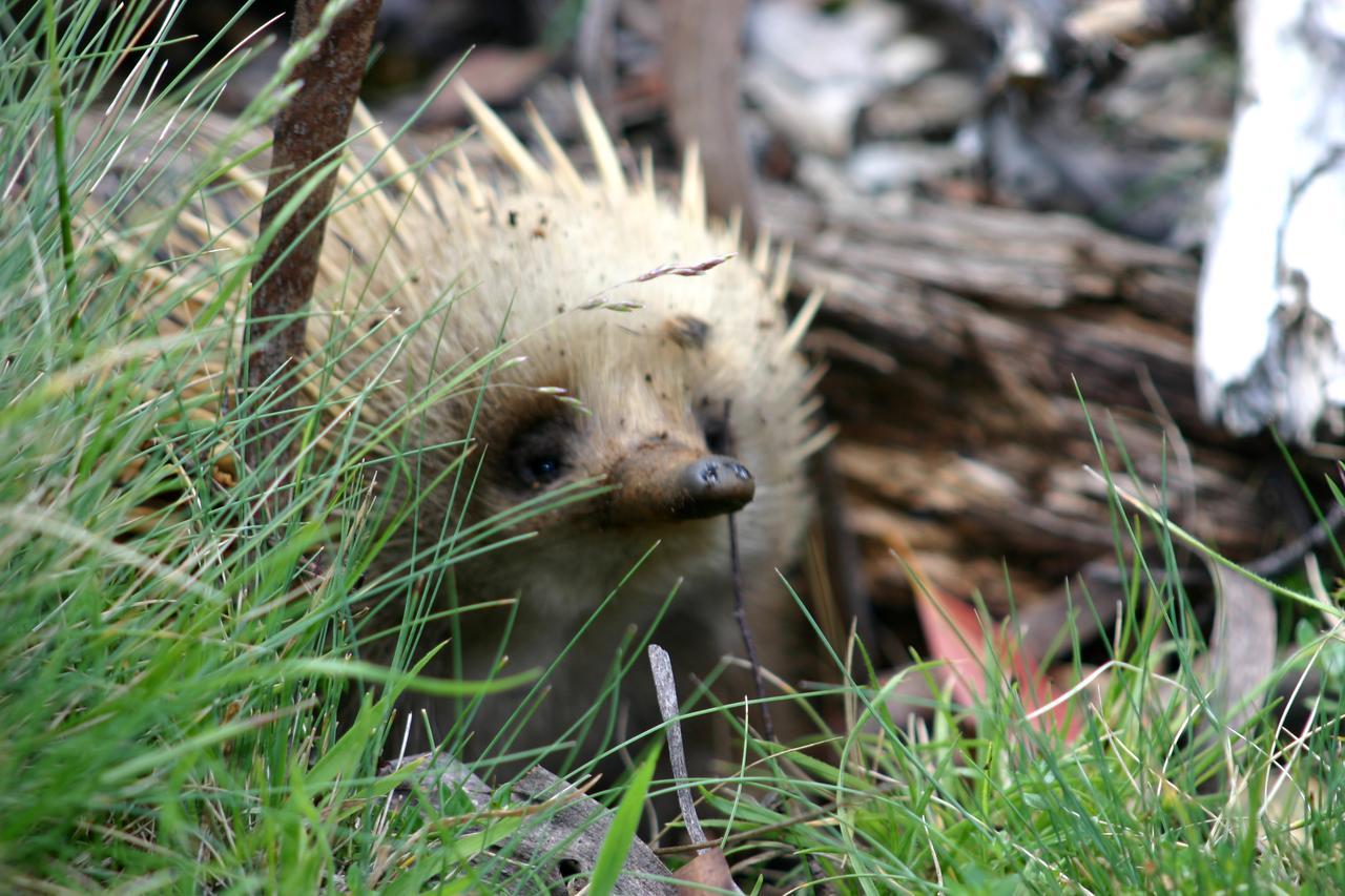 Willa Wombat Cabin Moina Zewnętrze zdjęcie