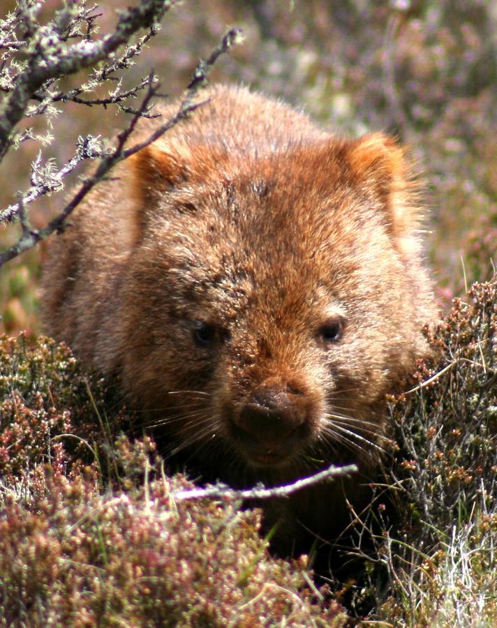 Willa Wombat Cabin Moina Zewnętrze zdjęcie